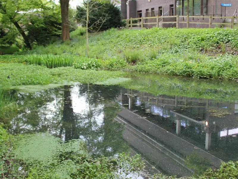 Pond with vegetation
