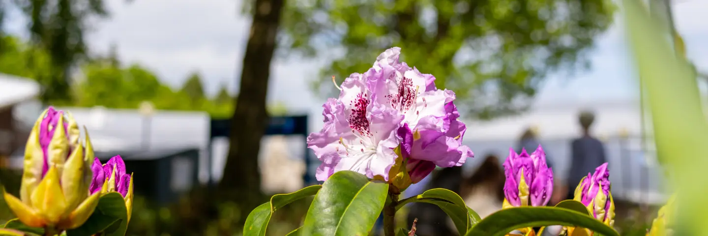 Pink flower in bloom outside on a sunny day.