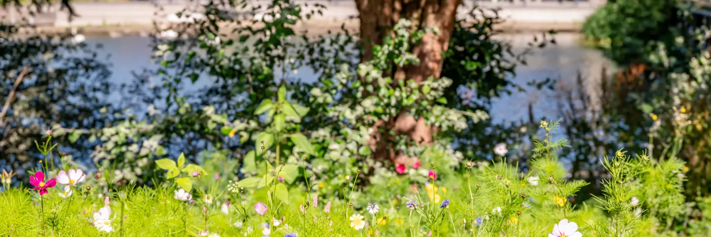 Wildflowers in summer with trees and loch in the background.