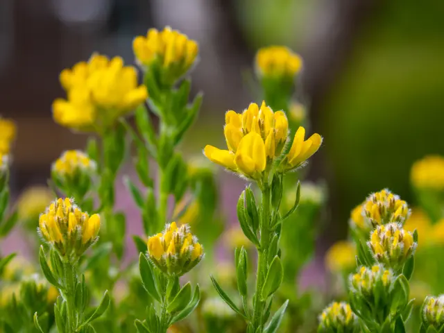 Yellow flowers with green stalks in bloom together outside.